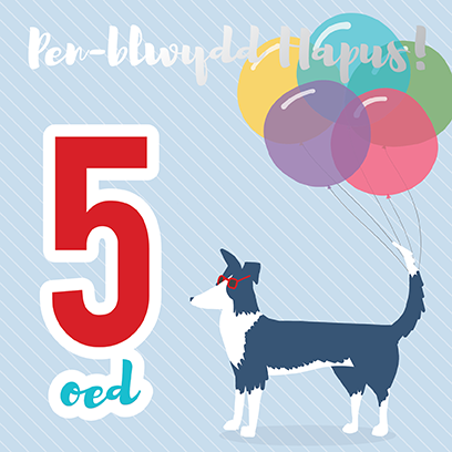 Welsh birthday card 'Pen-blwydd hapus 5 oed' sheep dog / Cerdyn Cymraeg - Draenog